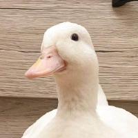 msvstj