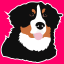 muchdogesec