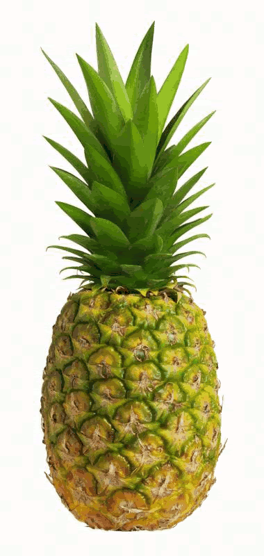 pineapple.gif