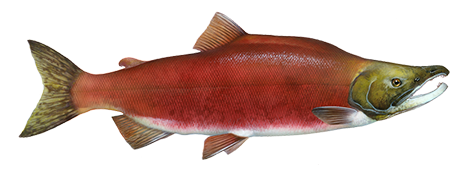 sockeye-logo.png