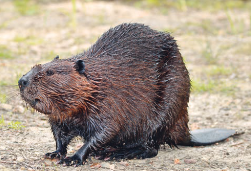 beaver_test.png