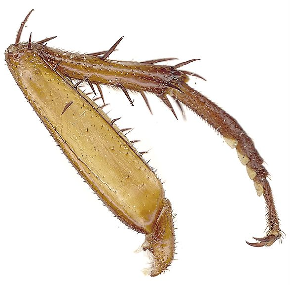 cockroach leg