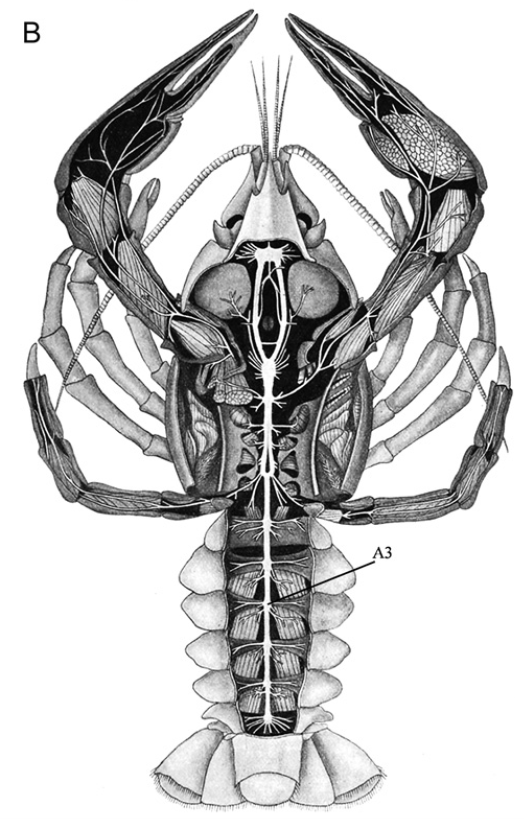 crayfish nerve cord