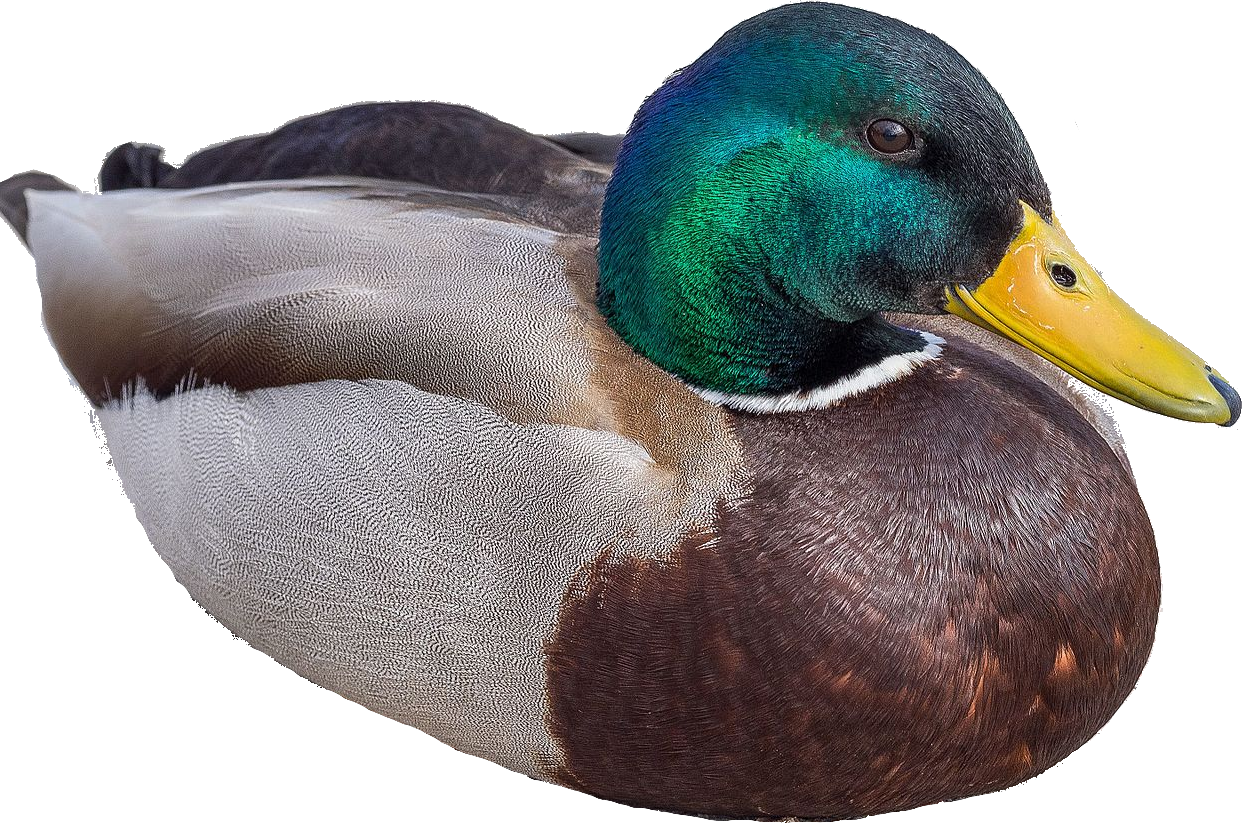 duck-cutout.png