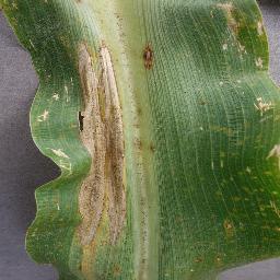 Plant leaf infection detection Project