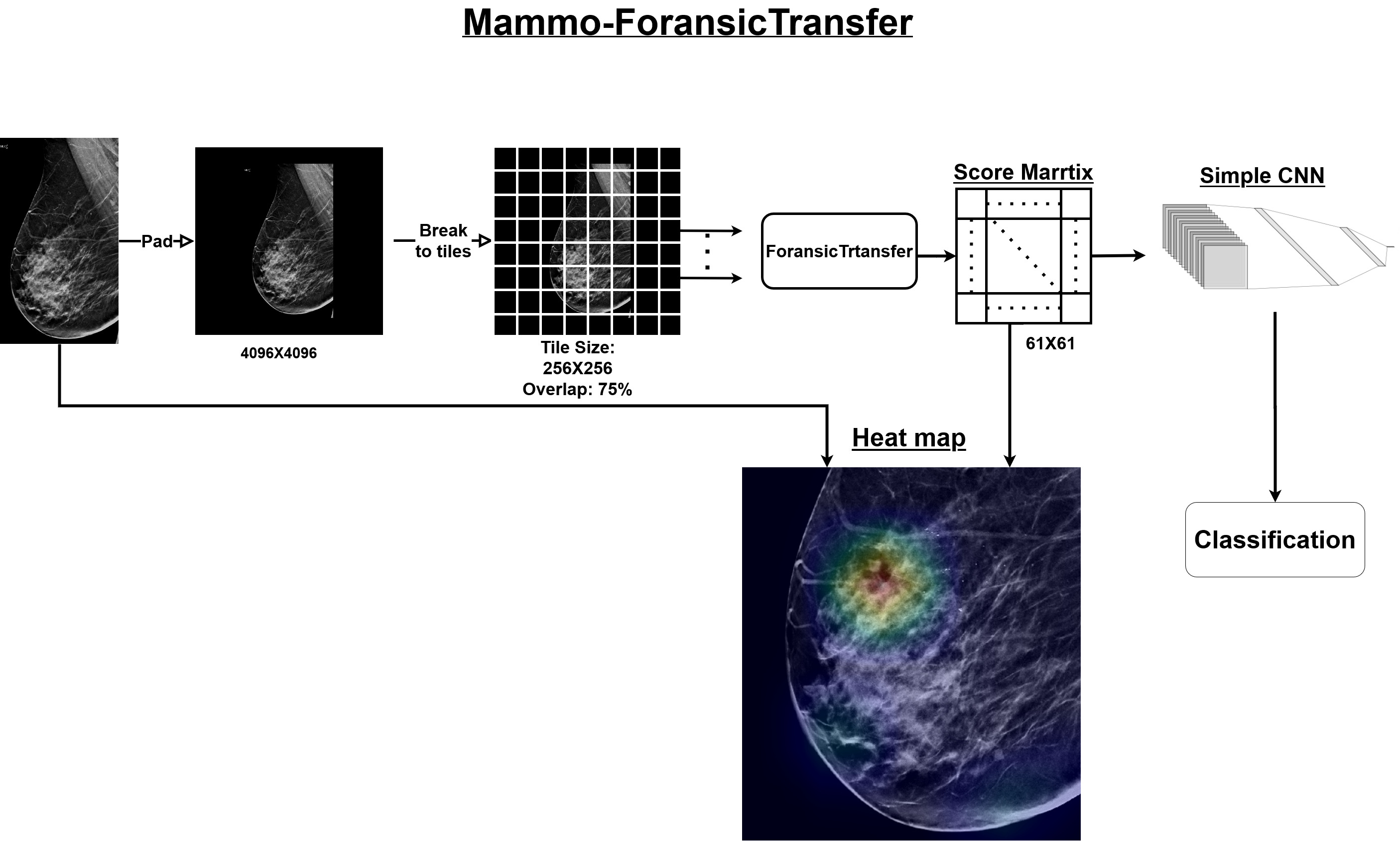 Mammo-ForansicTransfer OverAll.jpg
