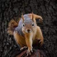 HackTheBox GitHub avatar