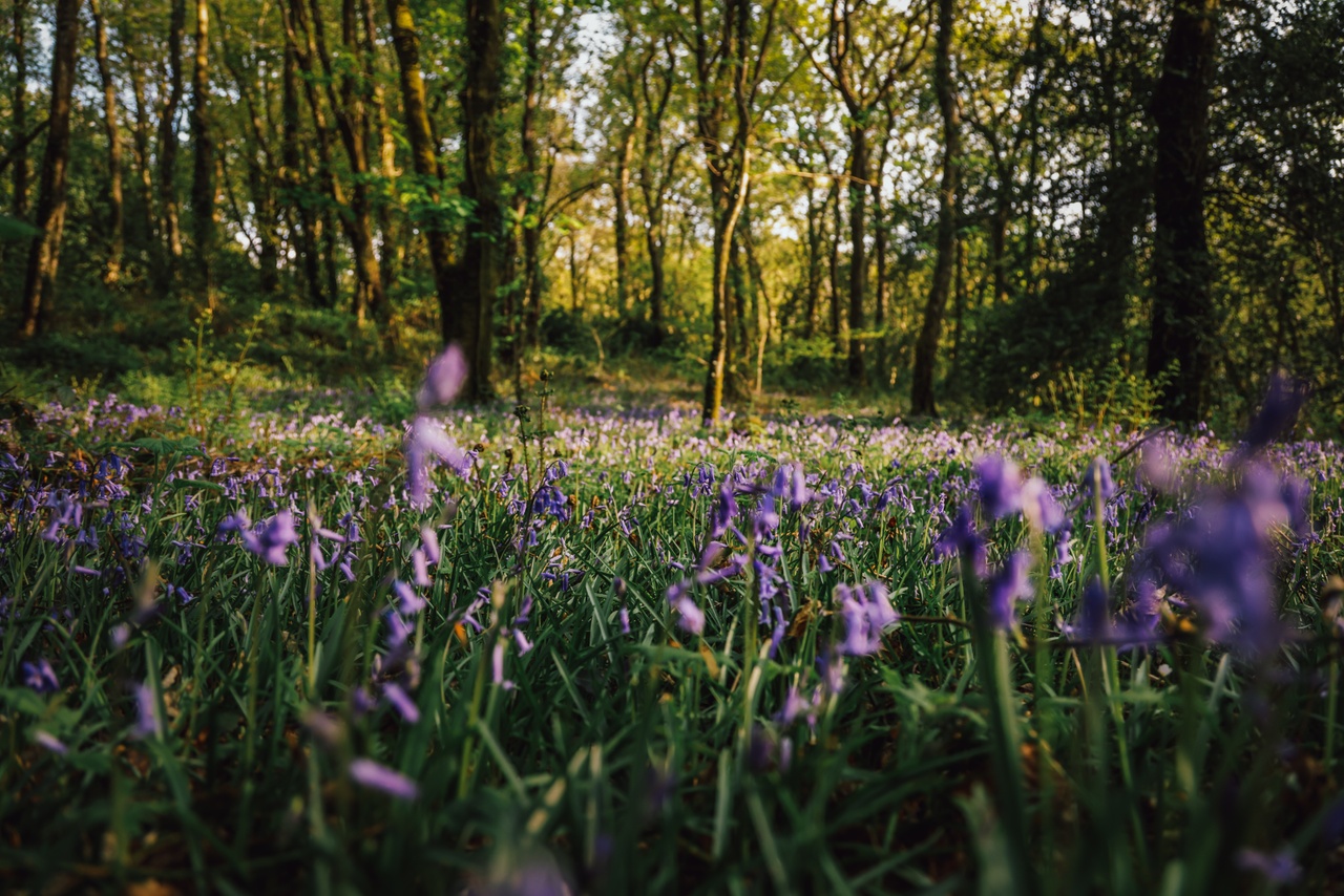 bluebells in the woods during spring