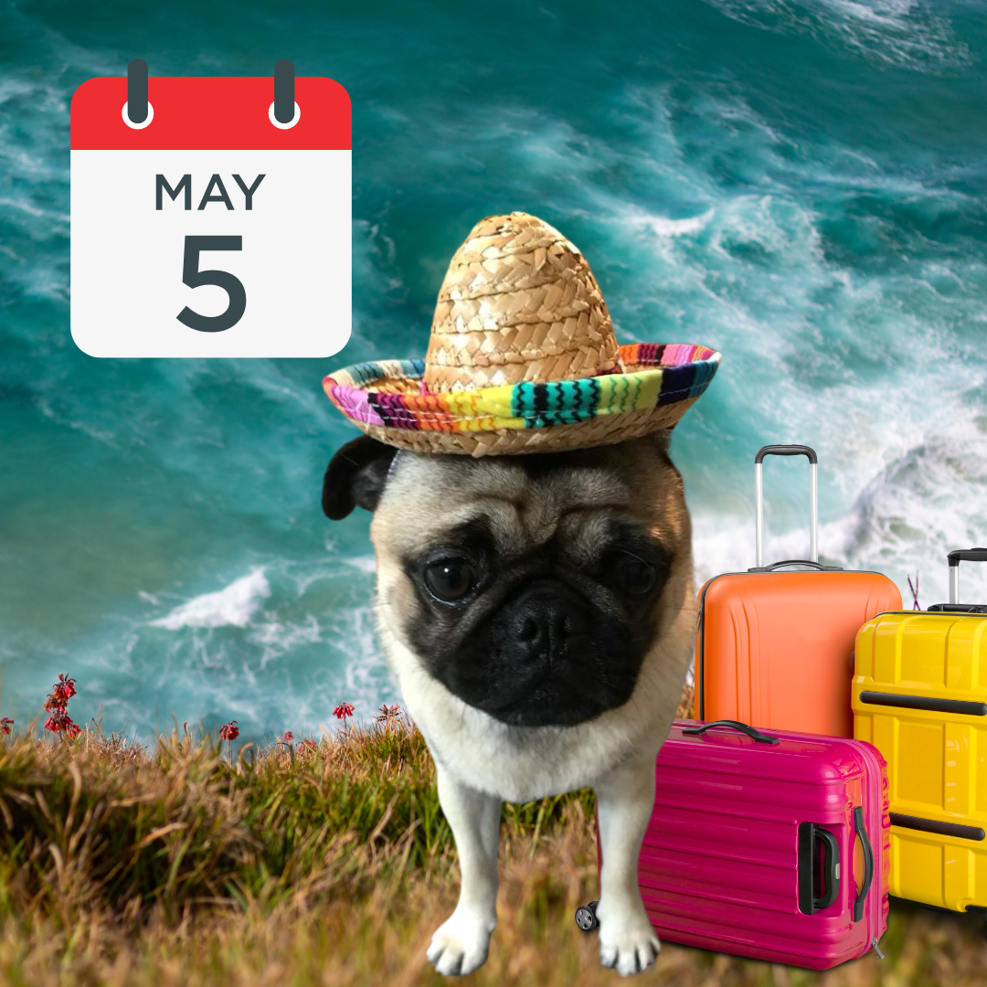bud the pug wearing a sombrero with his luggage for Cinco de Mayo