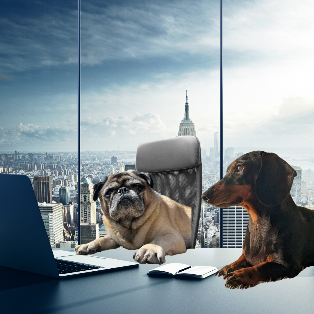 photoshopped image of a Bud the pug and Monty the dachshund in a high-rise office in New York City