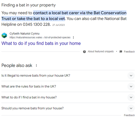 Search results for 'finding a bat in your property"