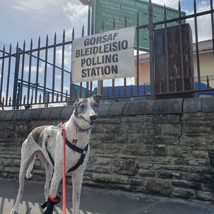 Maisy the whippet outside the polling station