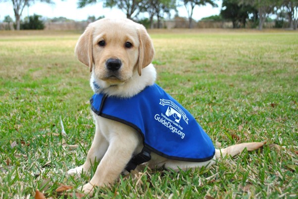Adorable puppy wearing guide dog in training vest