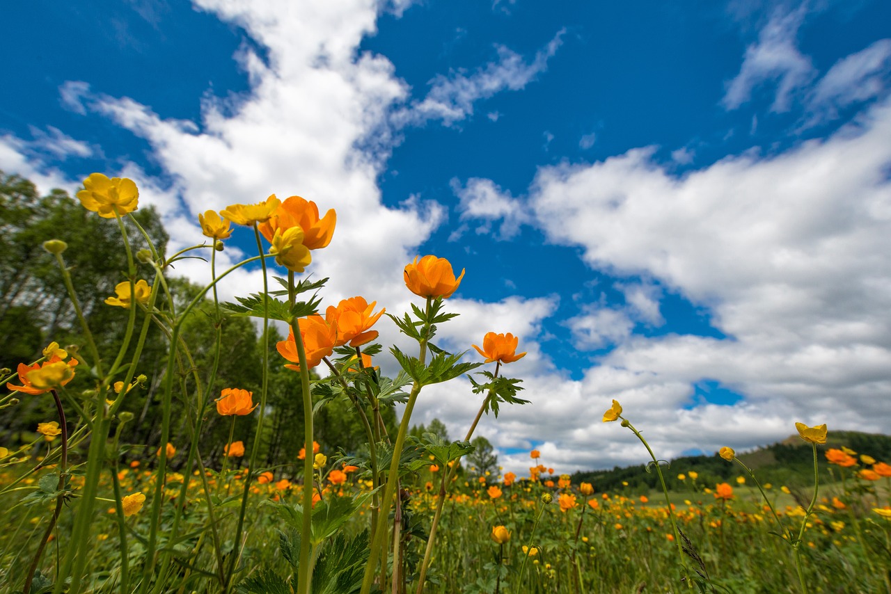 photo of flowers blooming in a field