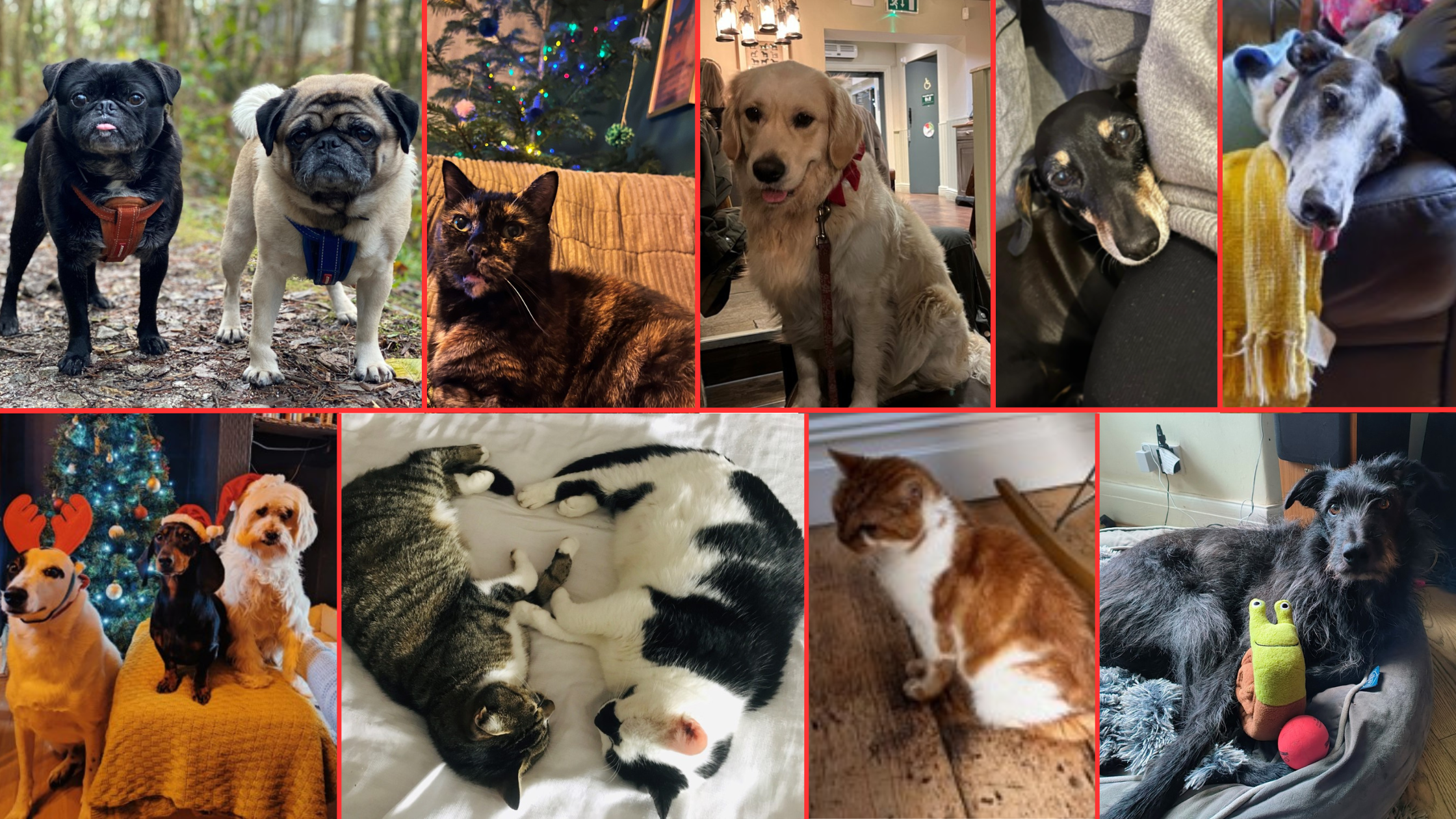 collage of the digital team’s pets