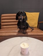 monty the dachshund sits with his pup cup