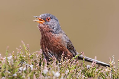image of a Dartford warbler bird which has a brown chest and a grey head