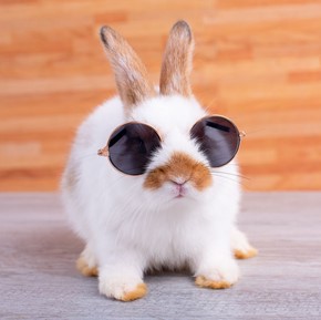 photo of a bunny wearing sunglasses