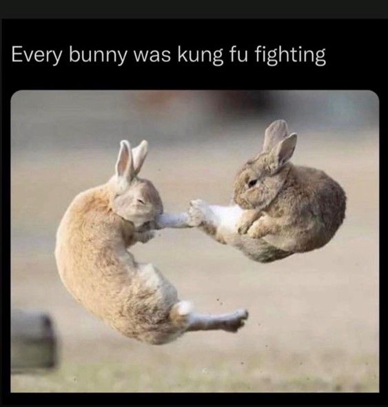 every bunny was kung fu fighting meme