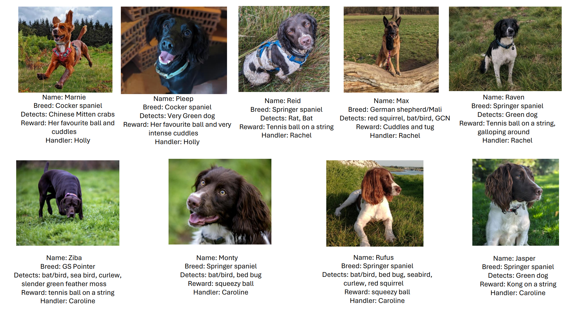 the conservation detection dogs