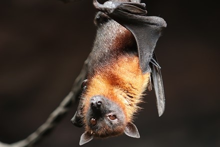 Bat