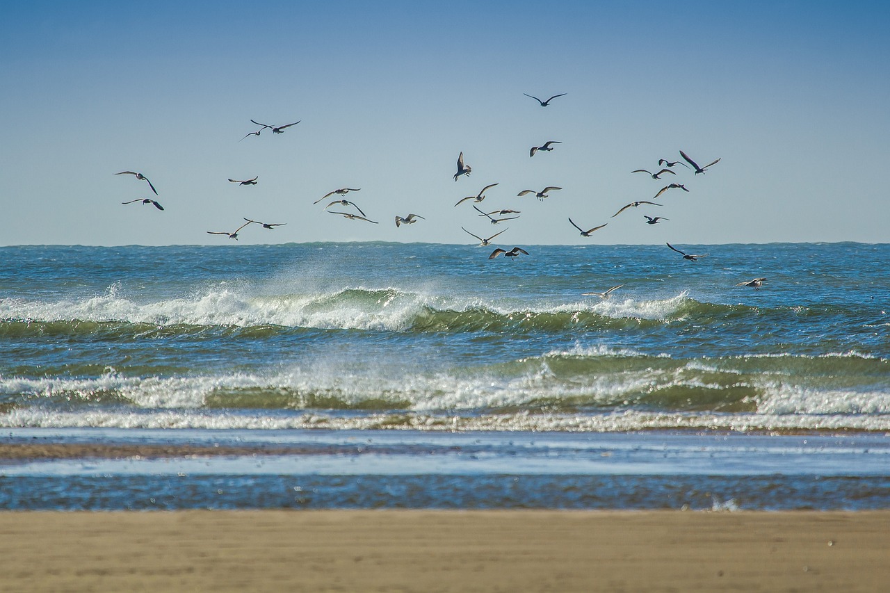 beach with seagulls flying over the waves