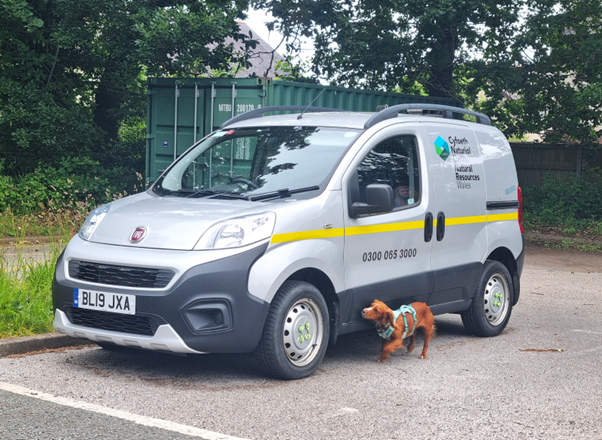 Marnie the cocker spaniel searching a vehicle for contraband pieces of rubber toy