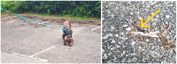 Ziba the pointer finding small pieces of bat wing hidden in the car park rubble