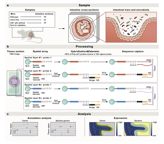 SHM-seq-fig1.png