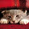 onevcat jj