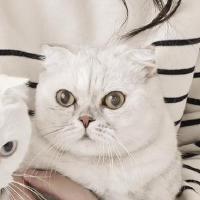 pawsengineer