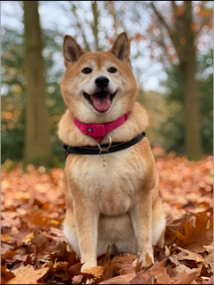 shiba.png