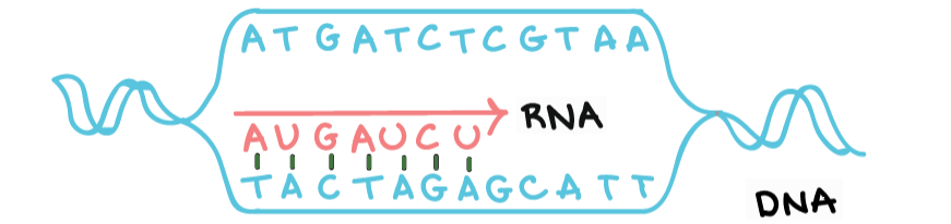 RNA Transcription
