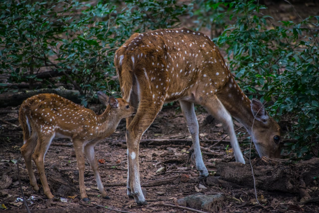 Spotted Deer in IIT Madras, Credits: Sourav Ghosh