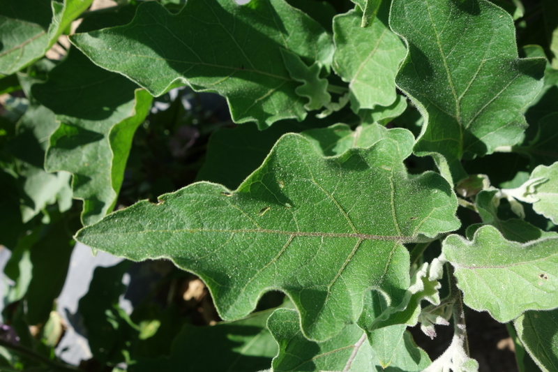 eggplant_107_Long_Purple_variety_healthy_leaf.jpg
