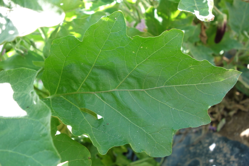 eggplant_122_Long_Purple_variety_healthy_leaf.jpg