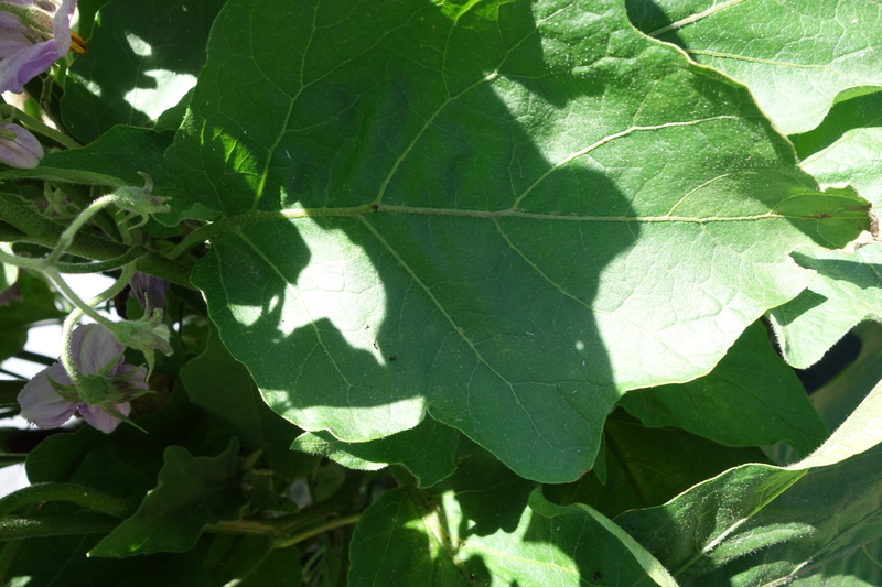 eggplant_126_Long_Purple_variety_healthy_leaf.jpg