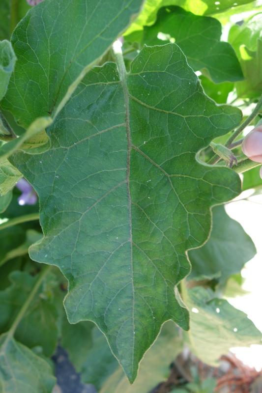 eggplant_142_Long_Purple_variety_healthy_leaf.jpg
