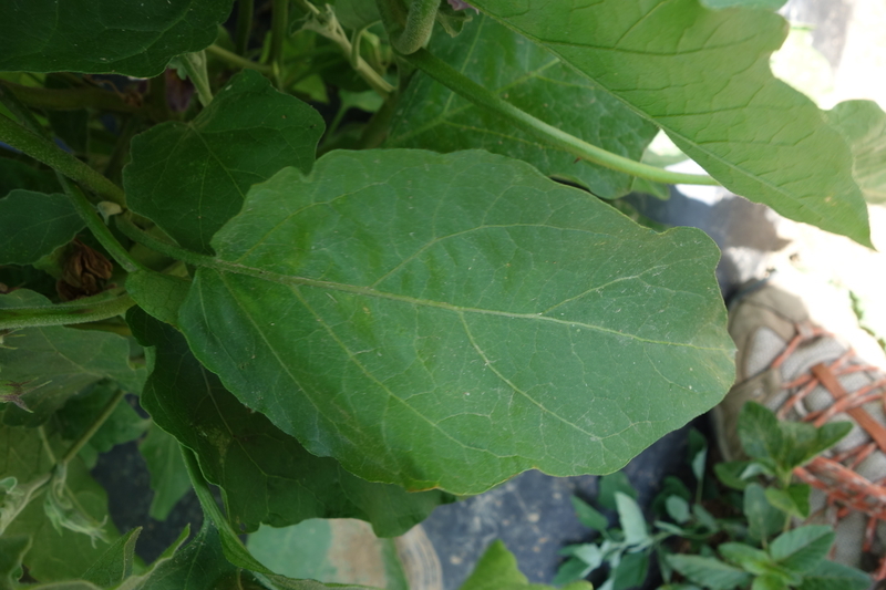 eggplant_144_Long_Purple_variety_healthy_leaf.jpg