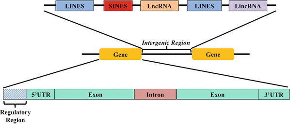 intergenic.png