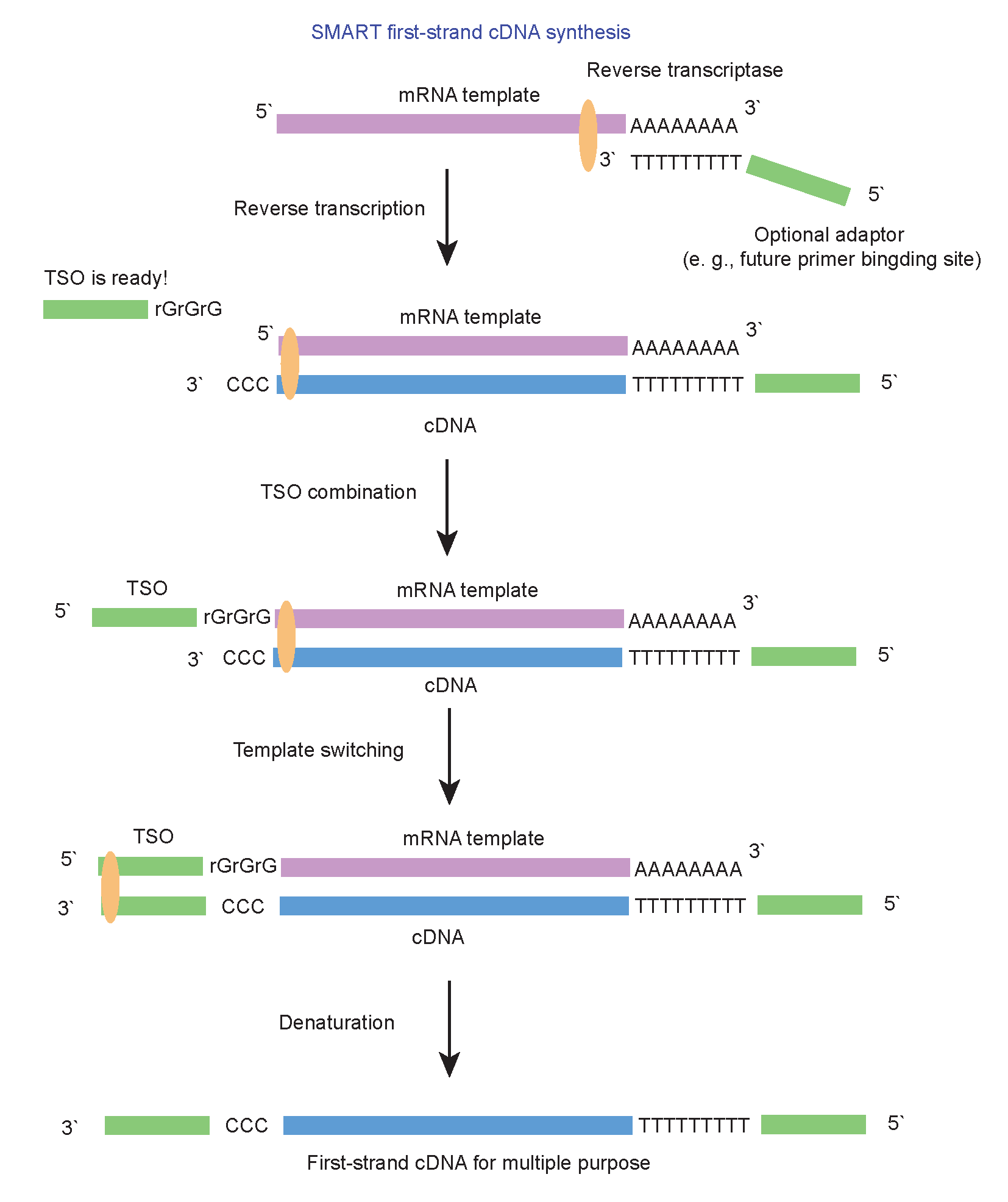 SMART-1-cDNA.png