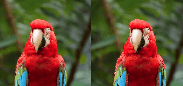 Animation présentant un perroquet effectuant un mouvement de tête sur la partie gauche, et copie du flux visuel dans un canvas sur la partie droite