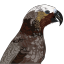 r-lib