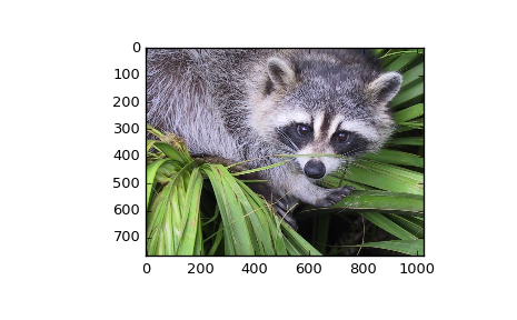 raccoon.png