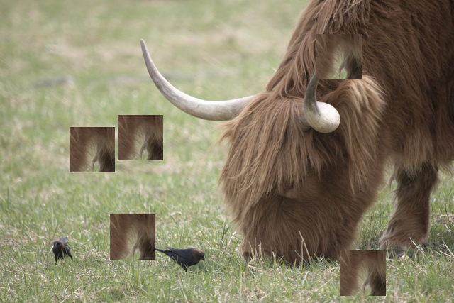 cattle_gcs500_copy_rb5.png