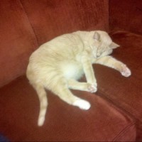 randomnetcat