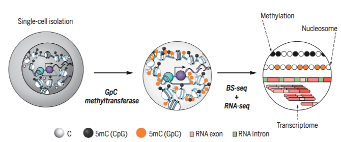 scnmt-seq.png