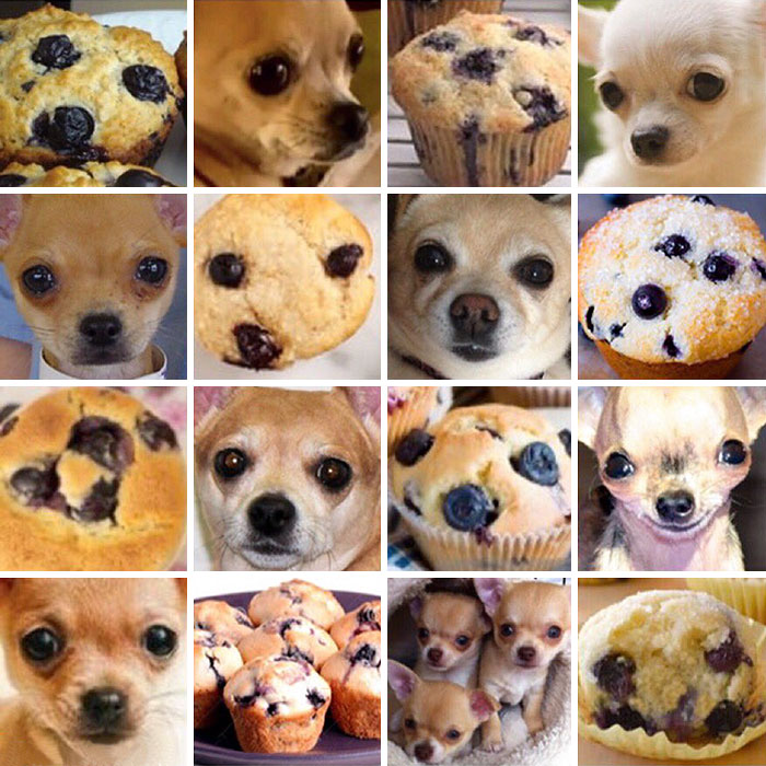 chihuahua_vs_muffin.jpg