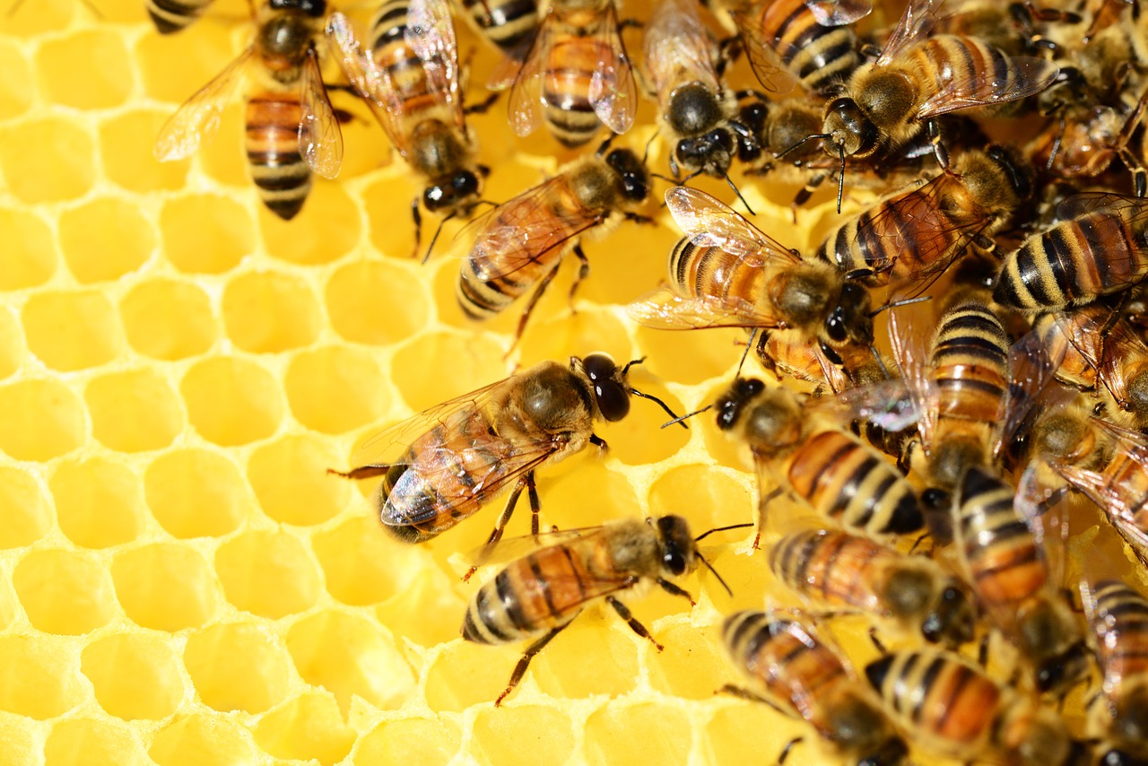 honey-bees.jpg