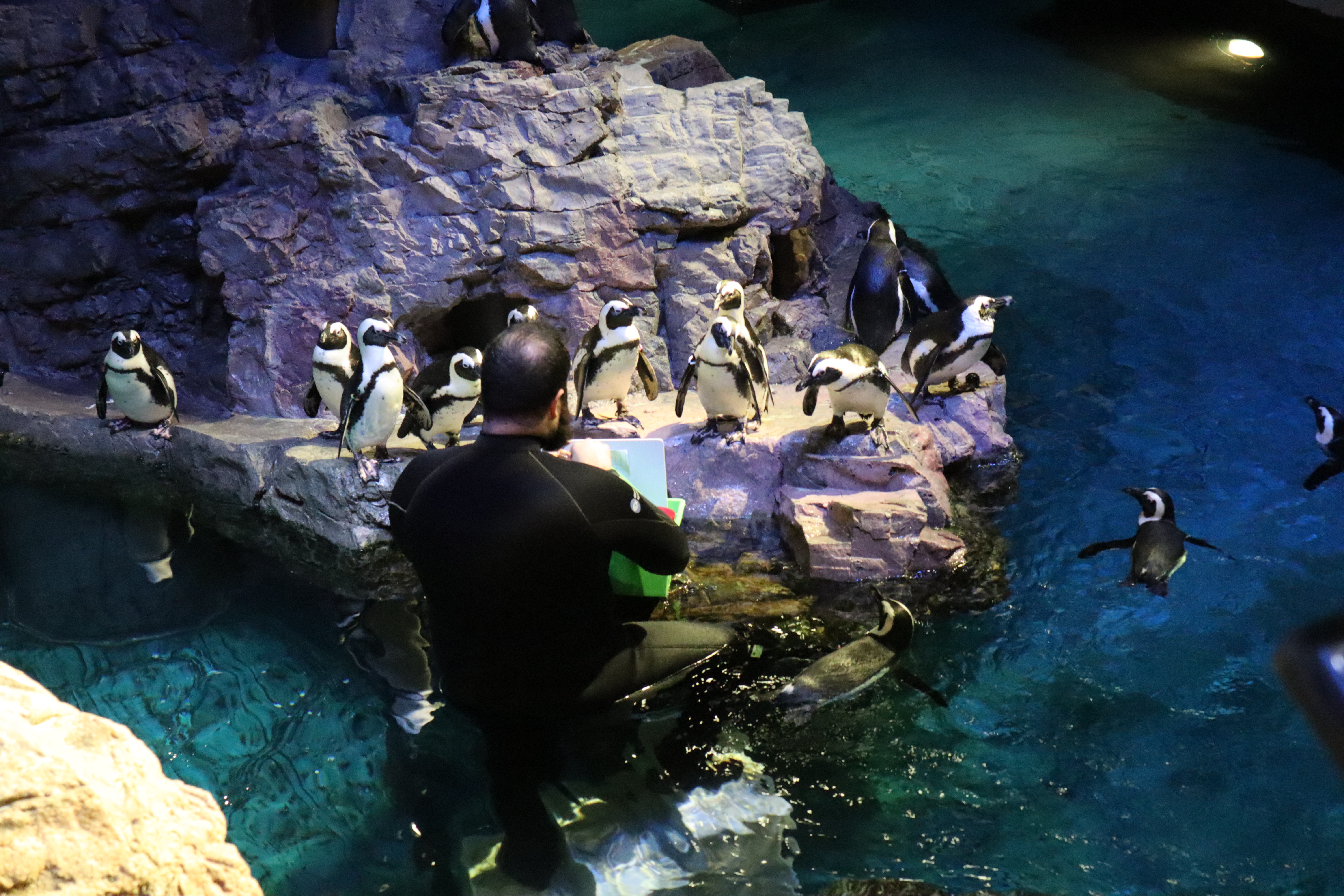 Penguins 🐧